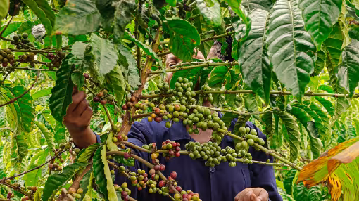 A woman is harvesting ripe coffee cherries