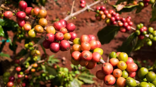 Red coffee cherries in Kenya