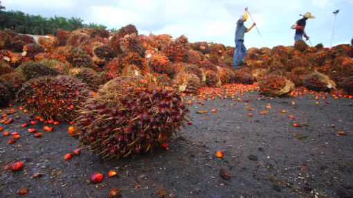 Palm oil harvest