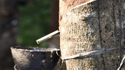 Rubber in Sri Lanka