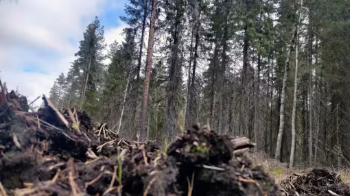 peatland forest soils