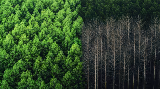 Forest Restoration