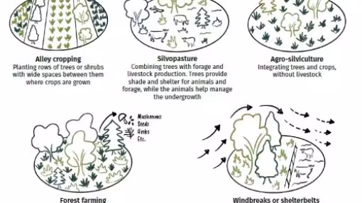 different options for agroforestry practises