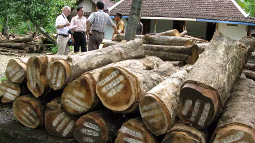 Officials inspect a pile of stamped, legally harvested timber logs in Indonesia.
