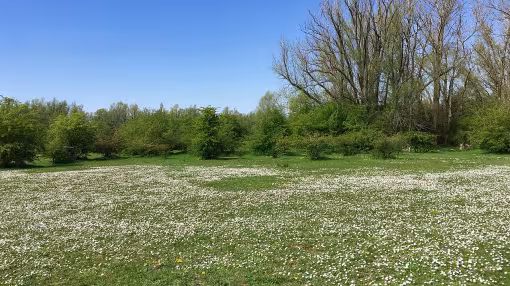 A floodplain with common daisies in bloom in the Gendtse Waard (Gelderse Poort)