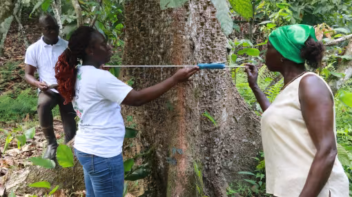 Measuring tree diameter in Ivory Coast