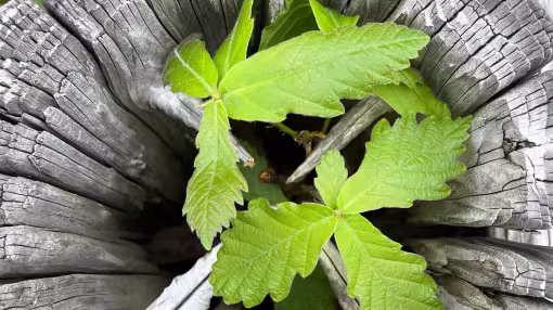 Oak seedling growing from old oak stump