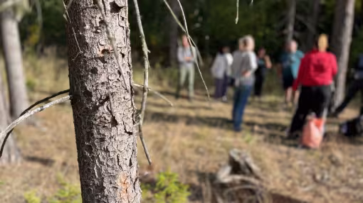 Image from the forest site, showing both damaged trees and the workshop group