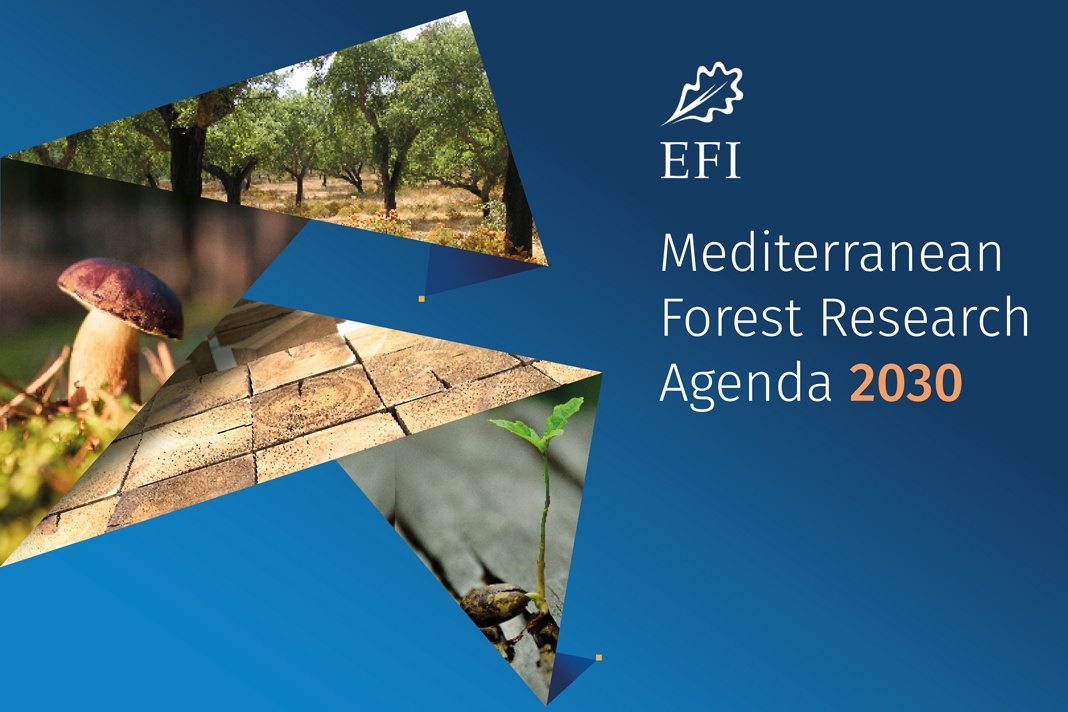 New Agenda Focuses On Mediterranean Forest Resilience In The Face Of   Mfra Publication Medforest 