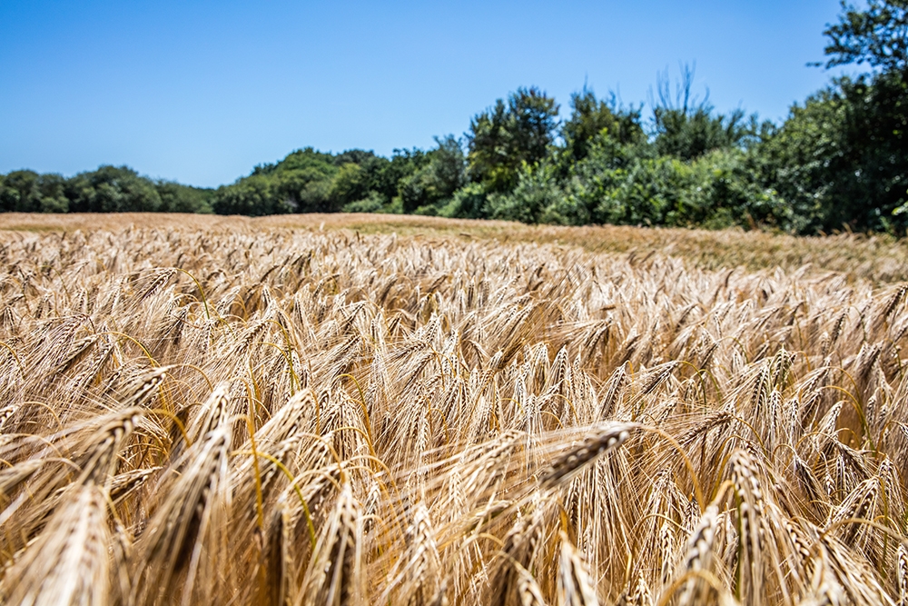 Understanding the contribution of Agroforestry | European Forest Institute