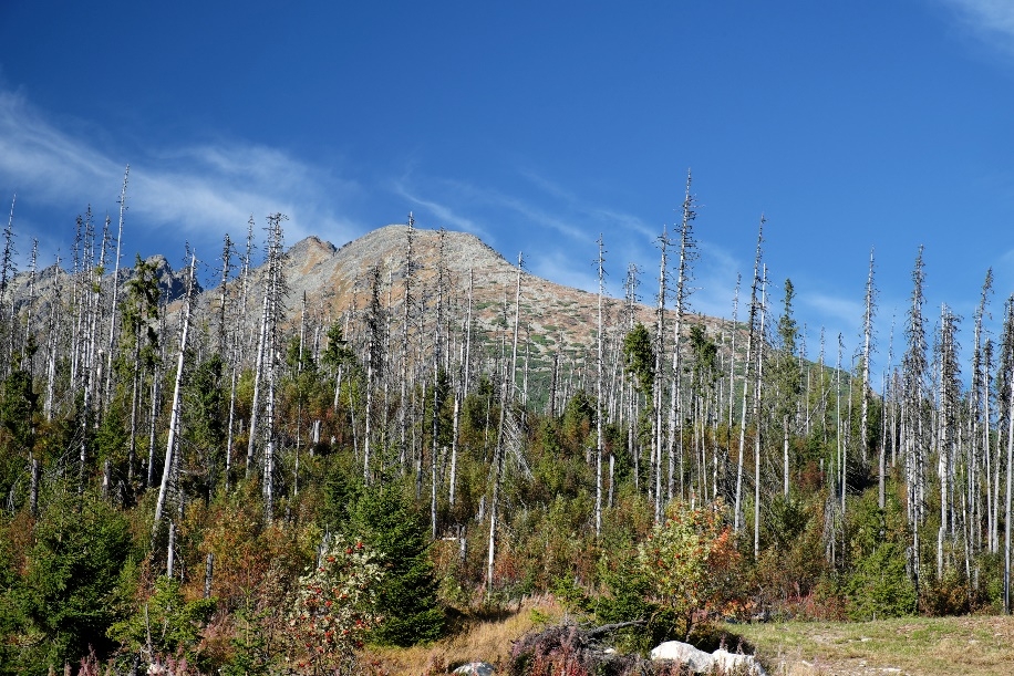 Living With Bark Beetles New Perspectives On An Alarming Problem European Forest Institute