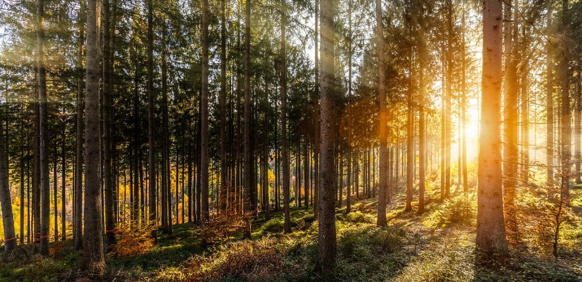 A New Deal for European forests | European Forest Institute