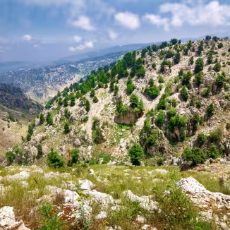 Cedar forest in Lebanese mountains