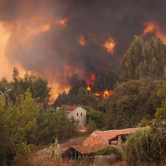 forest fire