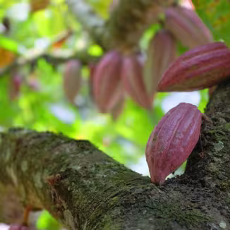 Cocoa pods hanging from a tree