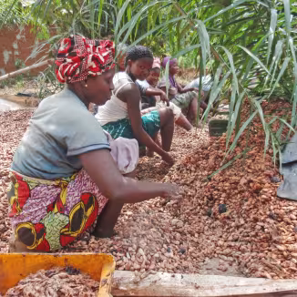 A group of women sit outdoors processing a large harvest of cocoa beans spread across the ground.