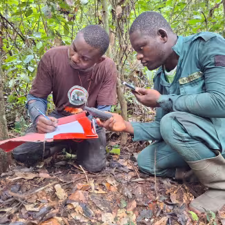 Men working in the forest