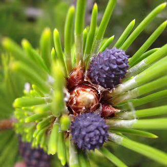 Pinus heldreichii young cones