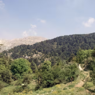 forest in Lebanon