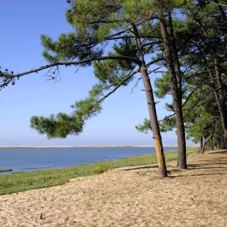 A row of pine trees growing along a sandy shoreline next to a calm body of water under a clear blue sky.