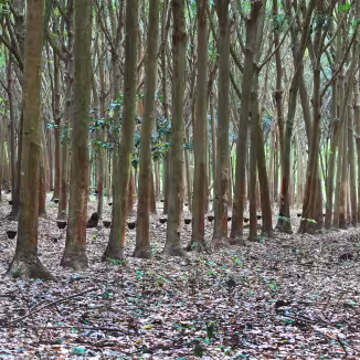 Rubber plantation in Thailand.