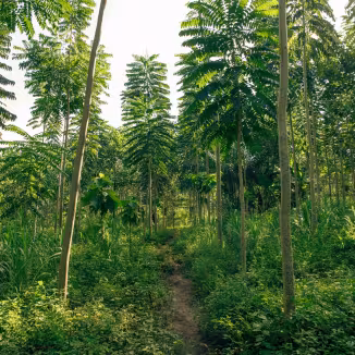 A narrow dirt path winding through a dense teak plantation with young, tall trees in C&ocirc;te d'Ivoire.