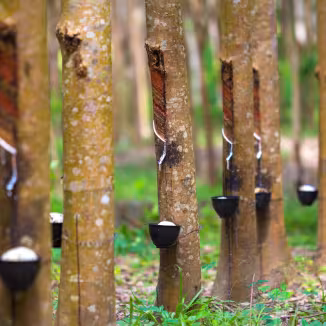 A row of rubber trees in a plantation with diagonal grooves cut into the bark to collect white latex into attached small black bowls.