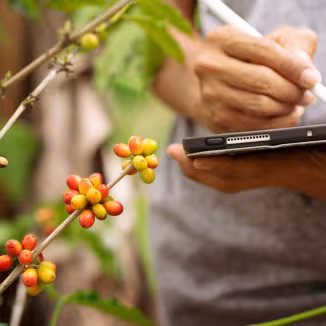 A person&rsquo;s hand holding a digital tablet besides an Arabica coffee plant.