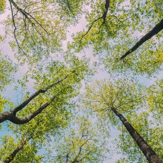 Bottom View Wide Angle Background. Greenwood Forest.