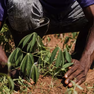 Close-up of a worker's hands carefully planting a green cassava sapling into dry soil in a field.