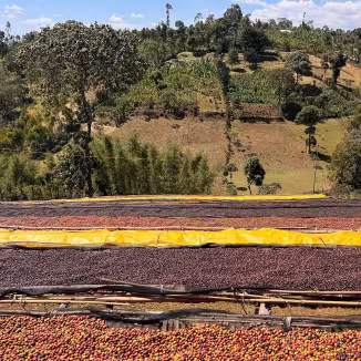 Coffee cherries drying in the sun on plastic sheeting on bamboo shelves in the mountains of the Sidama region, Ethiopia.