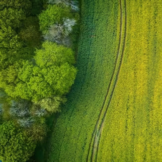 Top-down view of a green forest edge meeting a blooming yellow field.