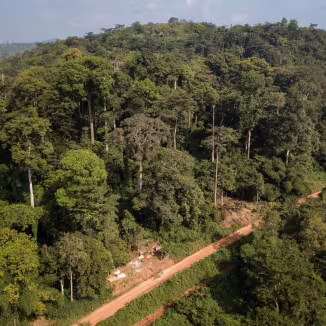 Ghana forest