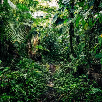 Rainforest