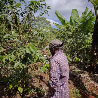 A farmer tends to a coffee shrub in a lush agroforestry field with banana trees.