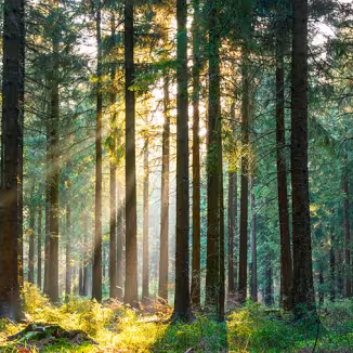 Golden morning light filtering through a dense pine forest canopy.