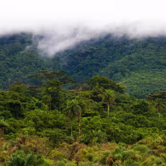Liberia rainforest