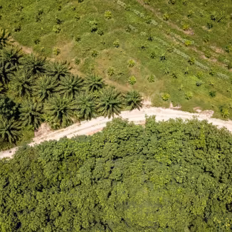 Oil palm plantation at the edge of the tropical rainforest