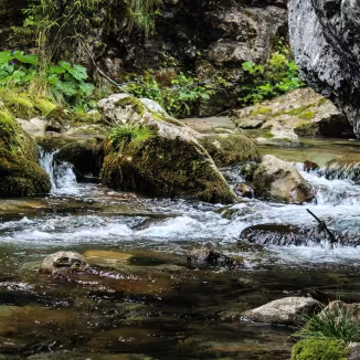 A clear mountain stream flowing over and around moss-covered rocks in a lush, wooded area.