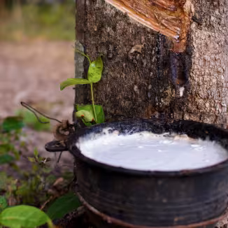 Tapping latex from a rubber tree.