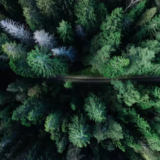 Aerial top-down view of a narrow dirt path cutting through a dense green coniferous forest.