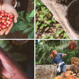 A collage of six images representing global agro-commodities: cattle grazing, hands holding coffee cherries, rubber tapping, harvesting cacao, oil palm fruit collection, and timber logging.