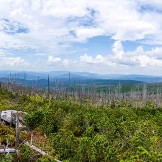View to Dreisessel, Trojmezi and Trojmezna hills with forests destroyed by bark beetle infestation (calamity) in Sumava mountains