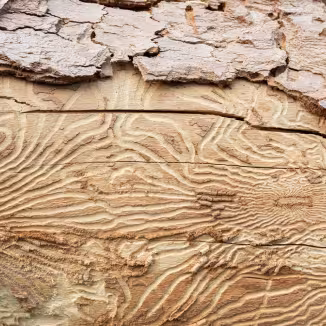 Closeup imprint of bark beetle under piece of bark. tree was eaten by bark beetle