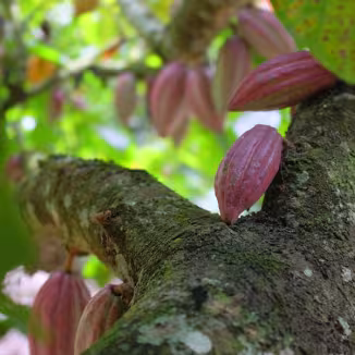 Cocoa pods hanging from a tree