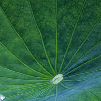 Close-up of water droplets resting on a large, vibrant green leaf with prominent radiating veins.