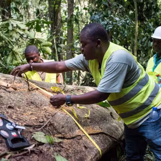 A man in a high-visibility vest uses a yellow measuring tape to record the diameter of a large fallen log in a dense forest, while two colleagues look on.