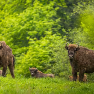 European bisons in Poland.