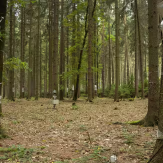 Scientific monitoring equipment and sensors wrapped in silver foil attached to tree trunks in a managed pine forest.