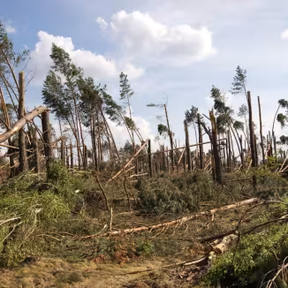 Storm damage in forest